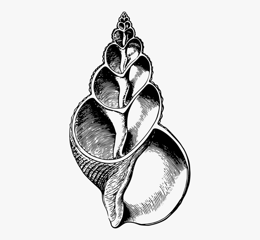 Organ,monochrome Photography,silver - Guscio Gasteropodi Sezione, Transparent Clipart