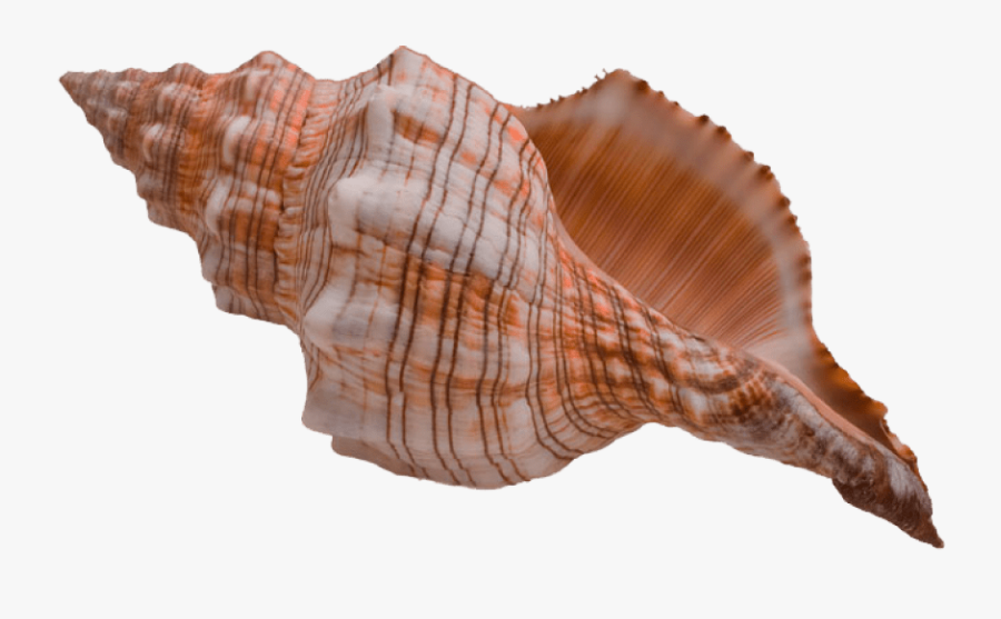 Download Png Images Background Transparent Background - Conch Shell, Transparent Clipart