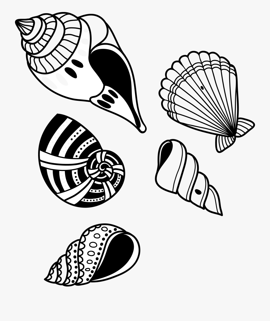 Conchshell Clipart Black And White, Transparent Clipart