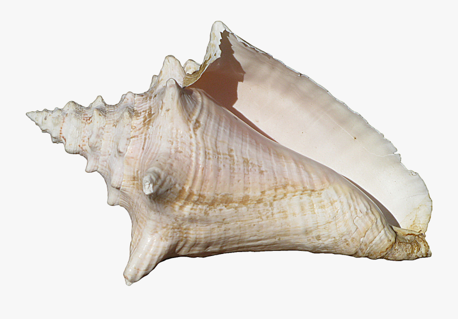 Conch Shell , Png Download - Conch Shell Transparent Background, Transparent Clipart