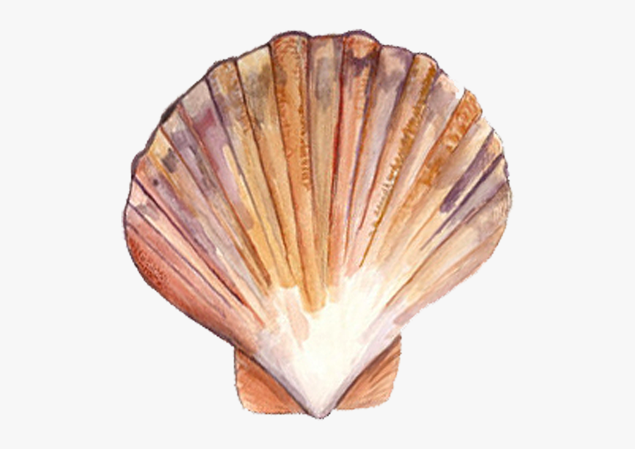 Queenies Isle Of Man Shell, Transparent Clipart