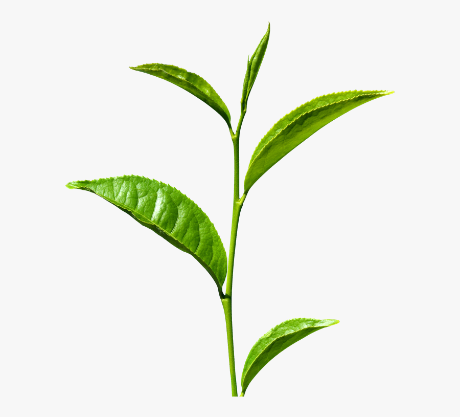 Green Tea Transparent - Green Tea Leaf Png, Transparent Clipart