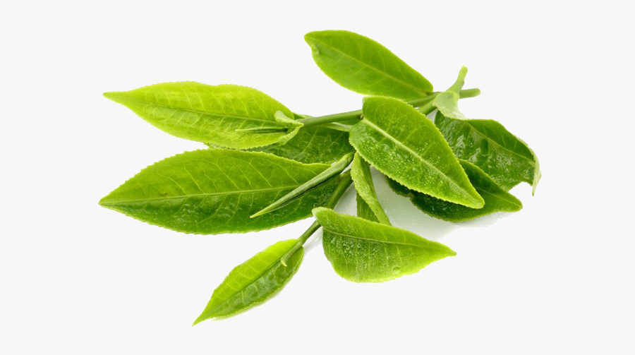 green tea transparent png transparent green tea leaves png free transparent clipart clipartkey transparent green tea leaves png free