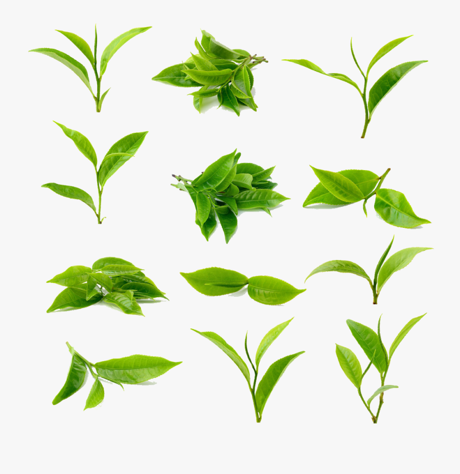 Tea Green Matcha Black Download Free Image Clipart - Tea Leaves Transparent Background, Transparent Clipart