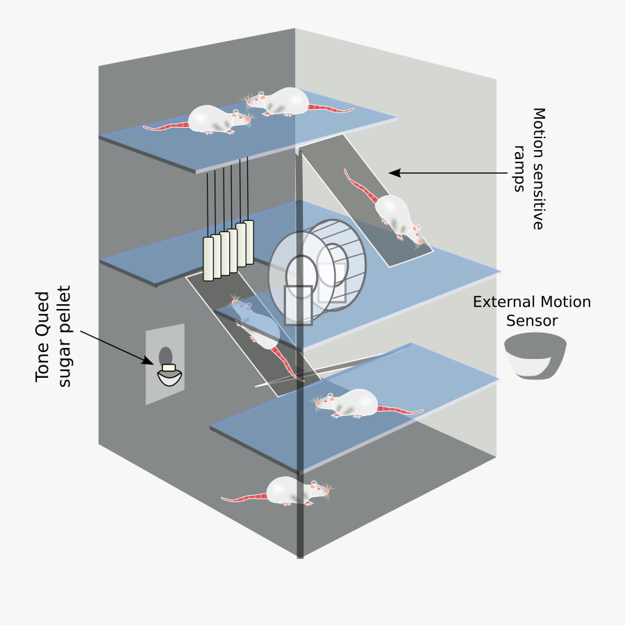 Enrichment Room Cliparts - Environmental Enrichment Rats, Transparent Clipart