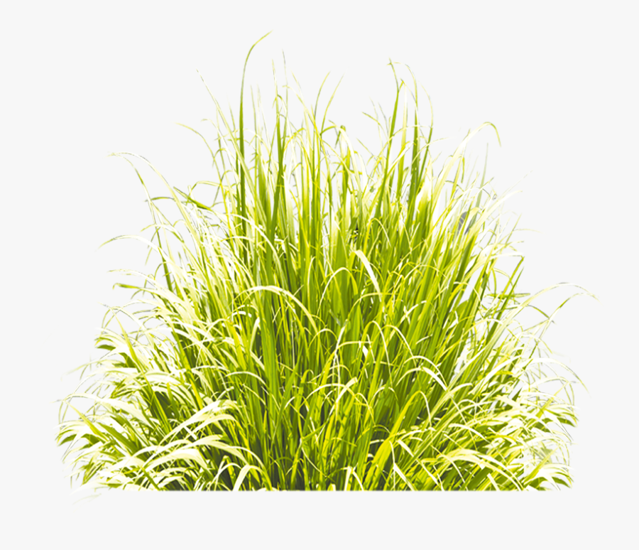 Grass Green Icon Download Free Image Clipart - Grasses Icon, Transparent Clipart