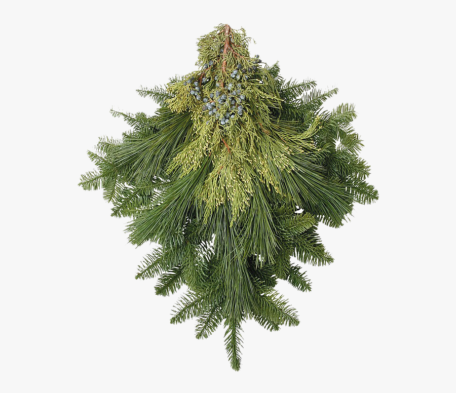 Transparent Christmas Greenery Png - Shortstraw Pine, Transparent Clipart