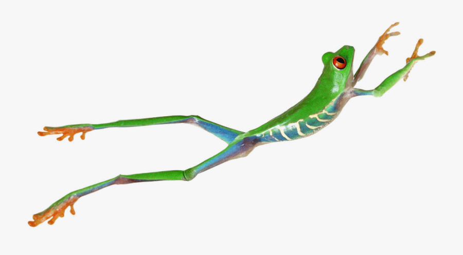 The Next Leap Forward - Jumping Red Eyed Tree Frog, Transparent Clipart