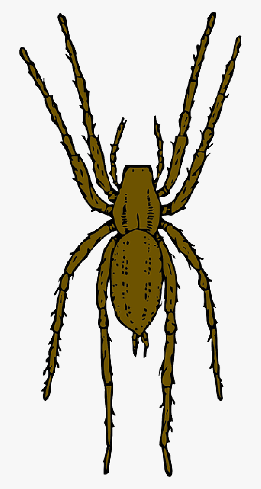 Araña Insecto, Transparent Clipart