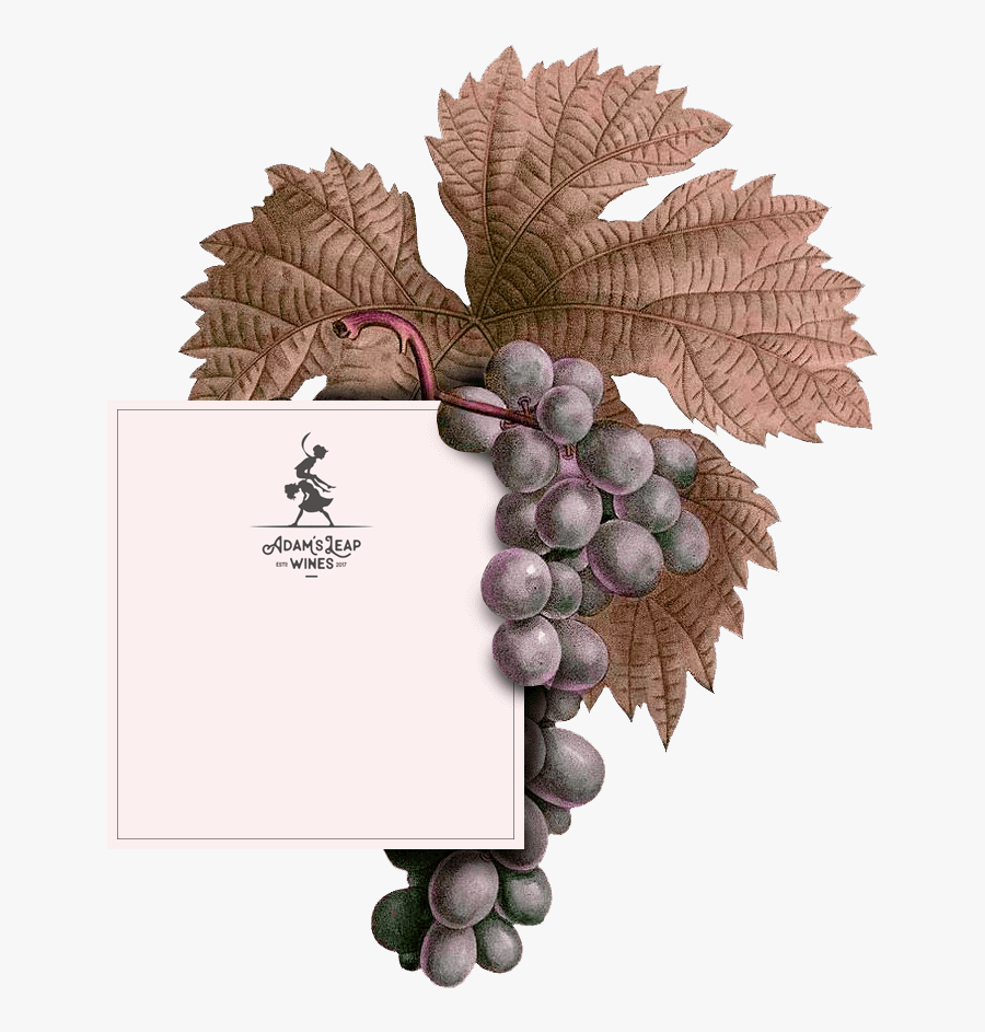 Adam"s Leap Wines - Wine Farm Website Divi, Transparent Clipart