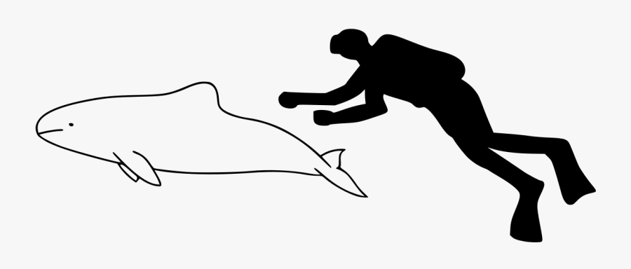 Dolphin Size Compared To Human, Transparent Clipart