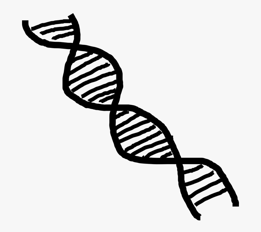Dna, Double Helix, Helix, Science, Medicine, Biology - Dna Clipart, Transparent Clipart
