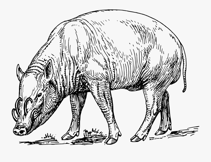 Monochrome - Kepulauan Togean National Park, Transparent Clipart