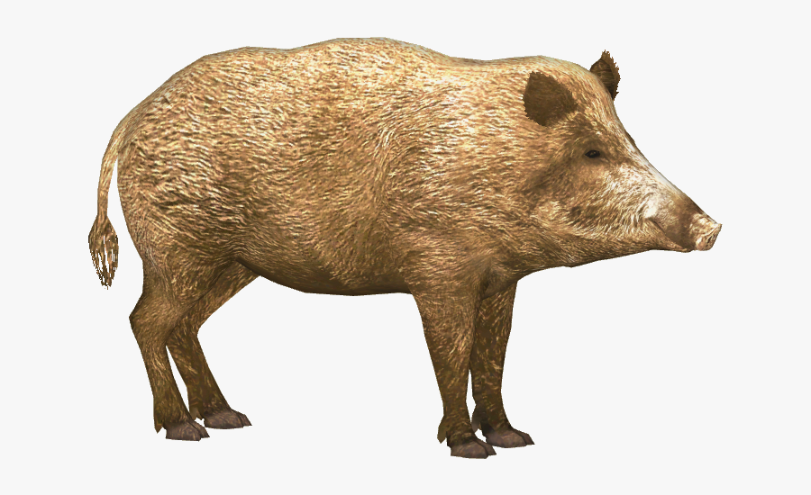 Boar Png - Hog Png, Transparent Clipart