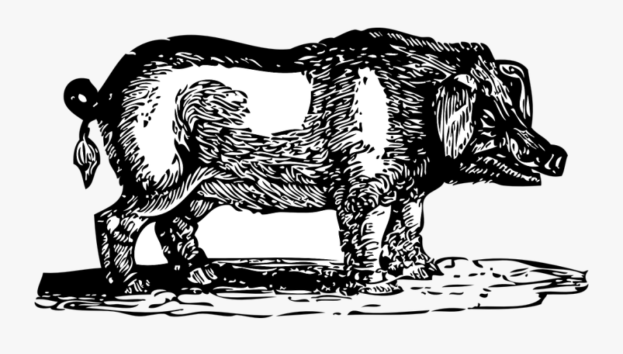 Boar, Pig, Wild, Hog, Animal, Mammal - Pig Get Fed And Hogs Get Slaughtered, Transparent Clipart