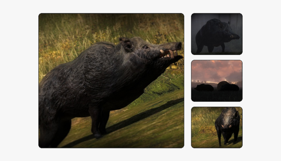 Thehunter Wikia - Hunter Call Of The Wild Boar, Transparent Clipart