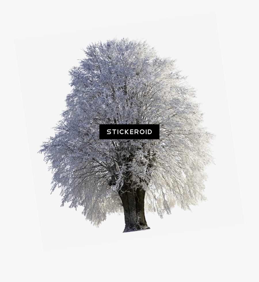 Tree Full Of Snow - Tree Cold Png, Transparent Clipart