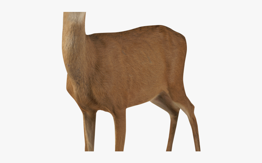 Dear Clipart Hiran - White Tailed Deer Transparent, Transparent Clipart