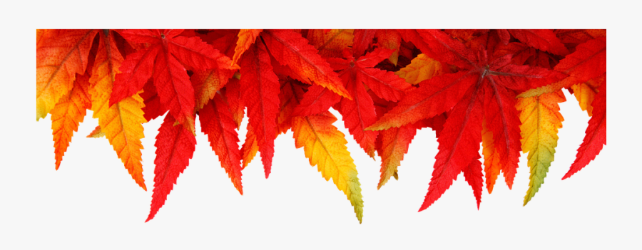 Fall Leaves Cartoon 7, Buy Clip Art - Fall Leaves In A Line, Transparent Clipart