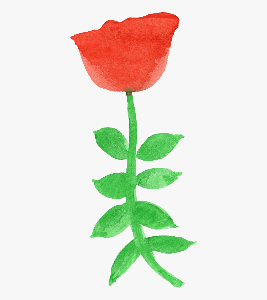 Garden Roses, Transparent Clipart