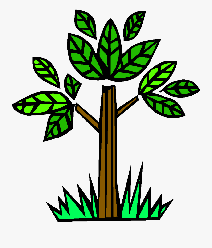 Deciduous And Coniferous Tree, Transparent Clipart