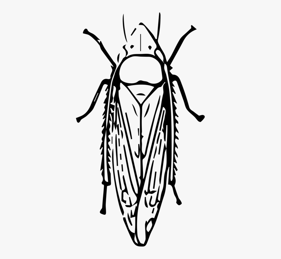 Line Art,head,visual Arts - Leafhopper Black And White, Transparent Clipart