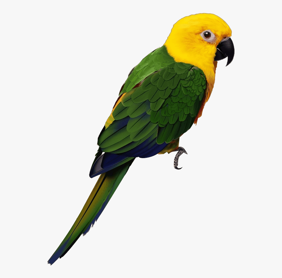 Papagaio Amarelo E Verde, Transparent Clipart