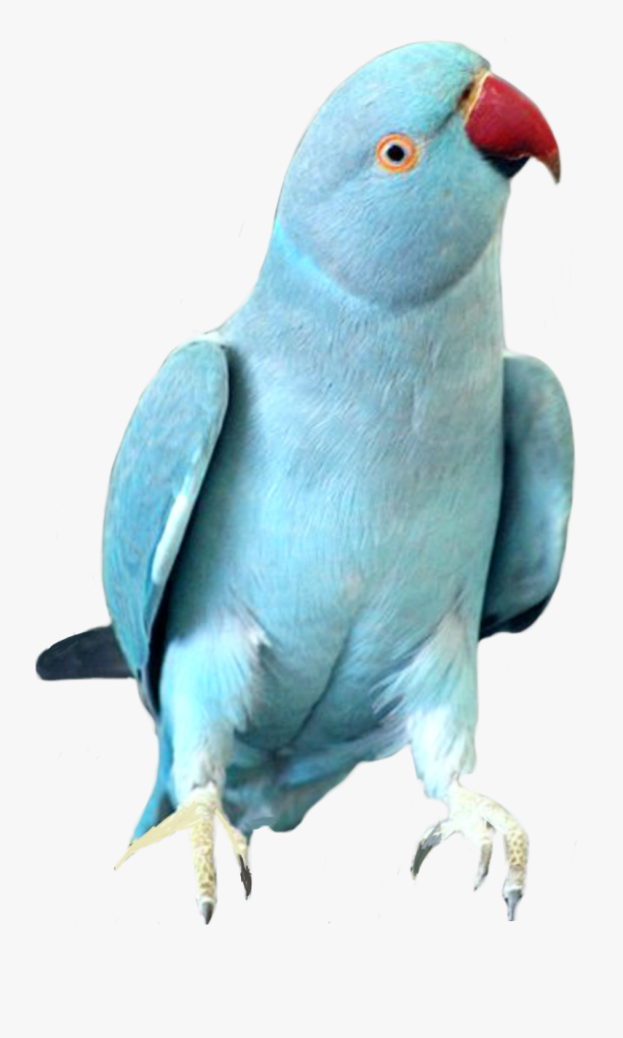 #bird #birds #cockatoo #parrot #parrots #bluebird #blue - Ringneck Blue, Transparent Clipart