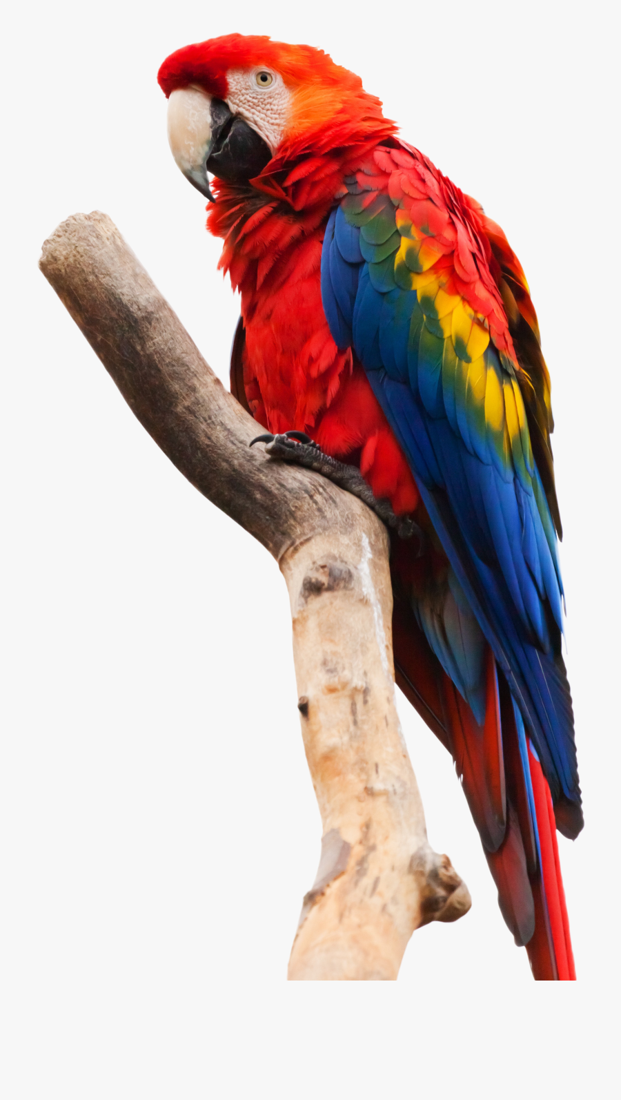 Parrots Clipart, Transparent Clipart