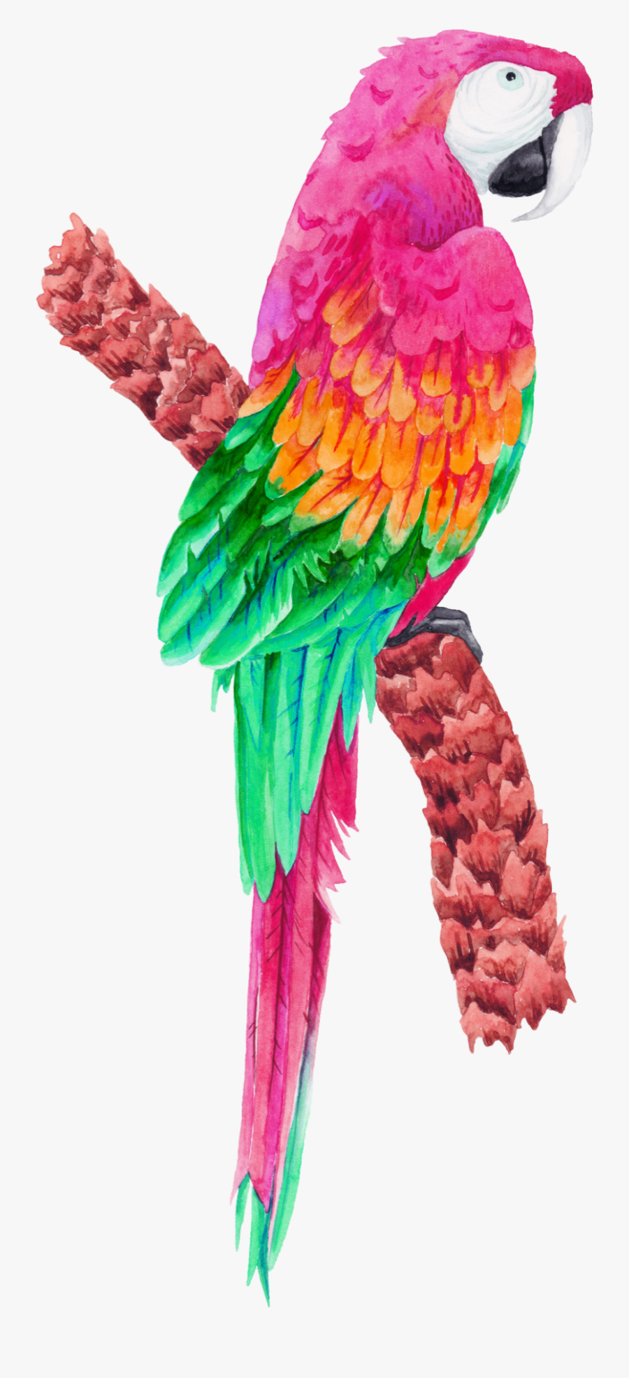 Transparent Parrots Clipart - Tropical Birds Clipart Pink, Transparent Clipart