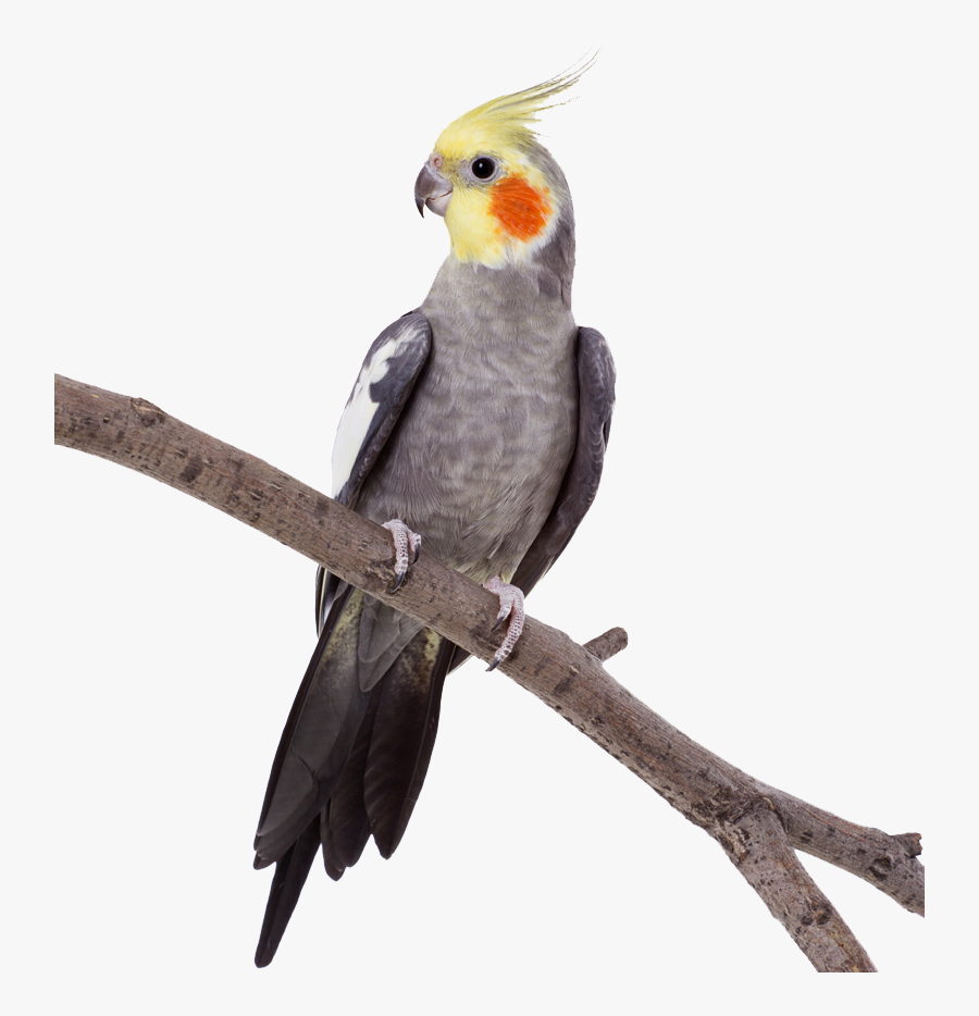Cockatiel - Parrot - Corella Parrot Png, Transparent Clipart