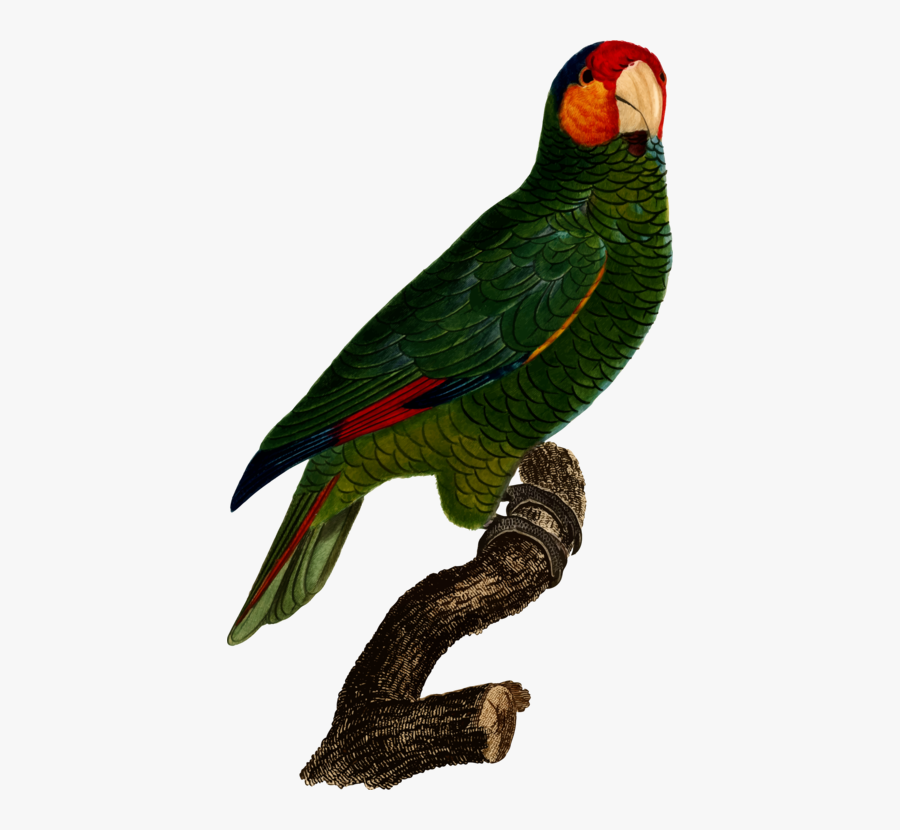 Macaw,parrot,lorikeet - Parrot, Transparent Clipart