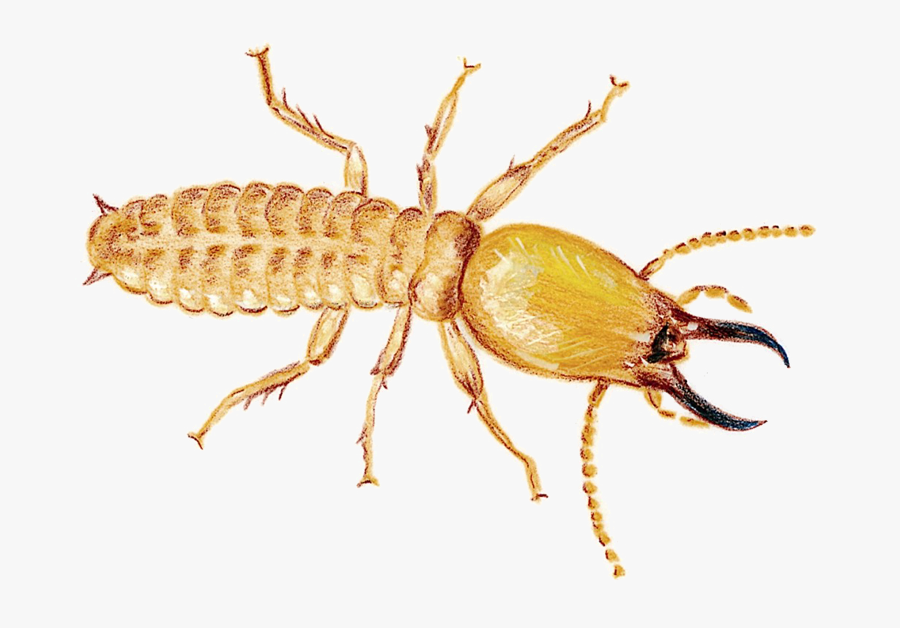 Termite & Queen Png, Transparent Clipart