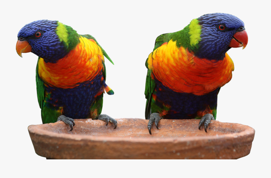 Parrots Clipart, Transparent Clipart