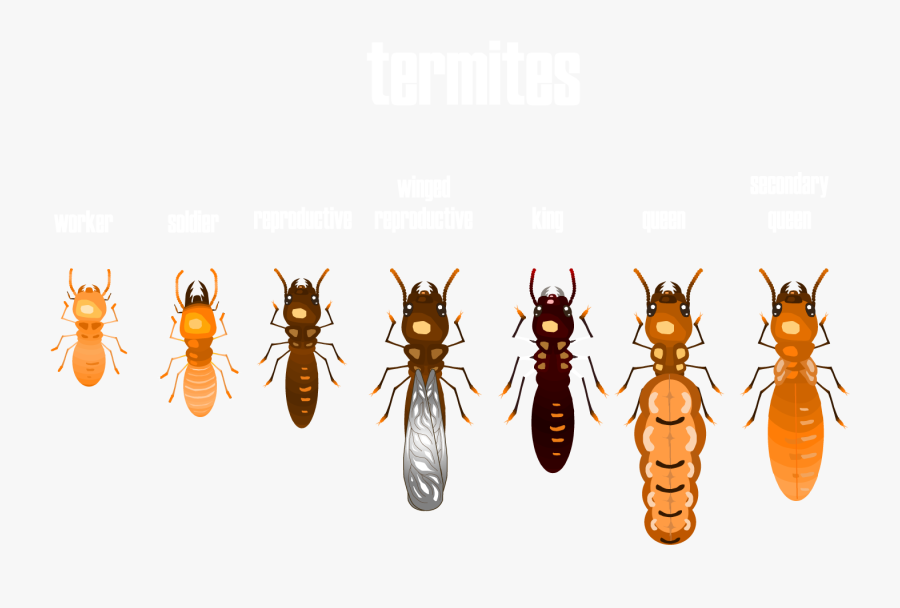 Leftover Wings When You Have A Termite Colony In Your - King Termite, Transparent Clipart