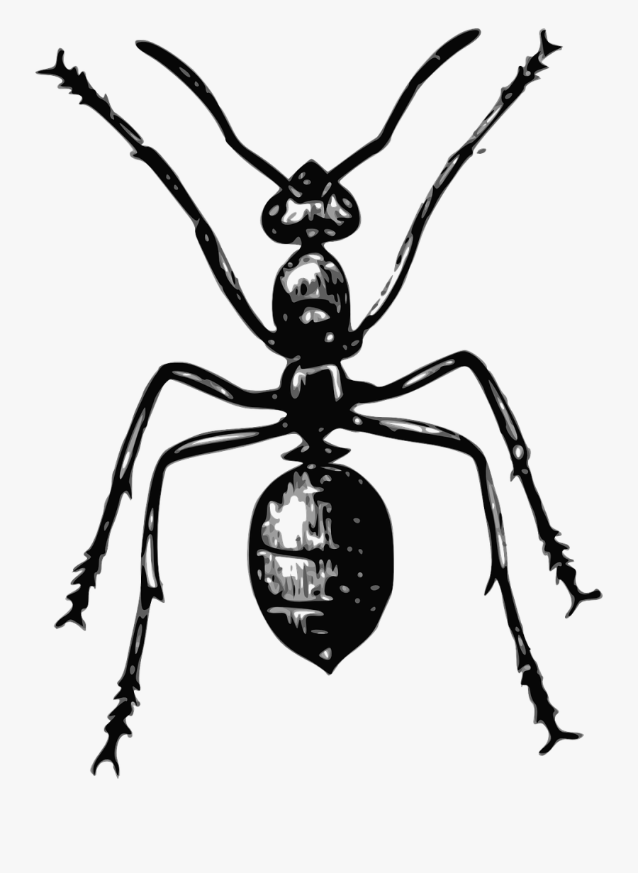 Ant Simple, Transparent Clipart