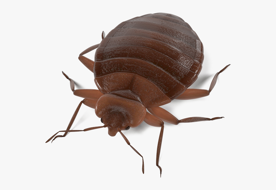 Download Termite Transparent Background For Designing - 3d Bug Clipart Free, Transparent Clipart