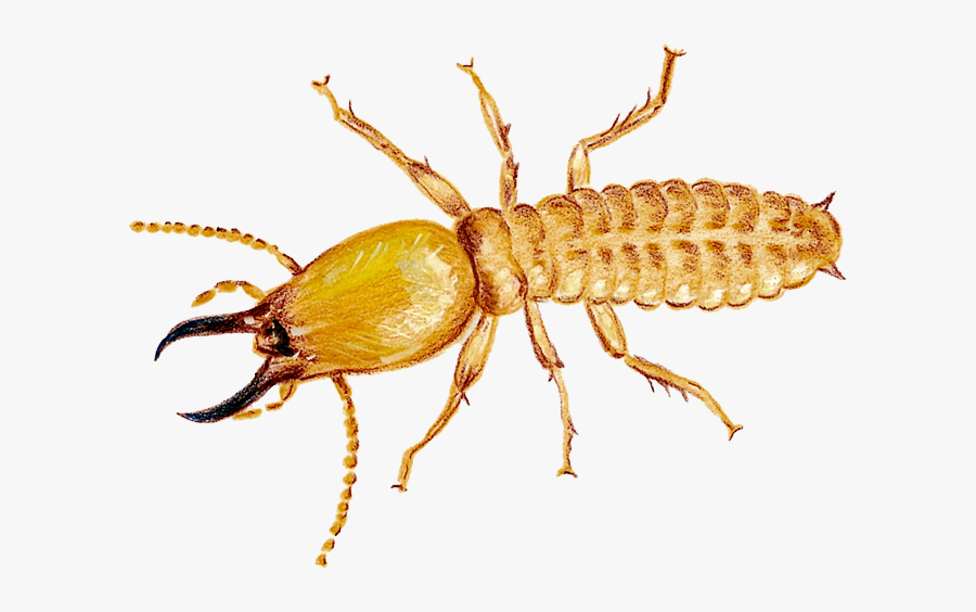 Termite Png Photo - Termite Png, Transparent Clipart
