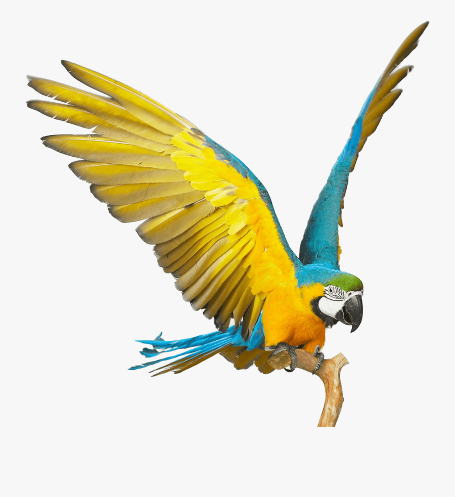 Blue-and-yellow Macaw, Transparent Clipart