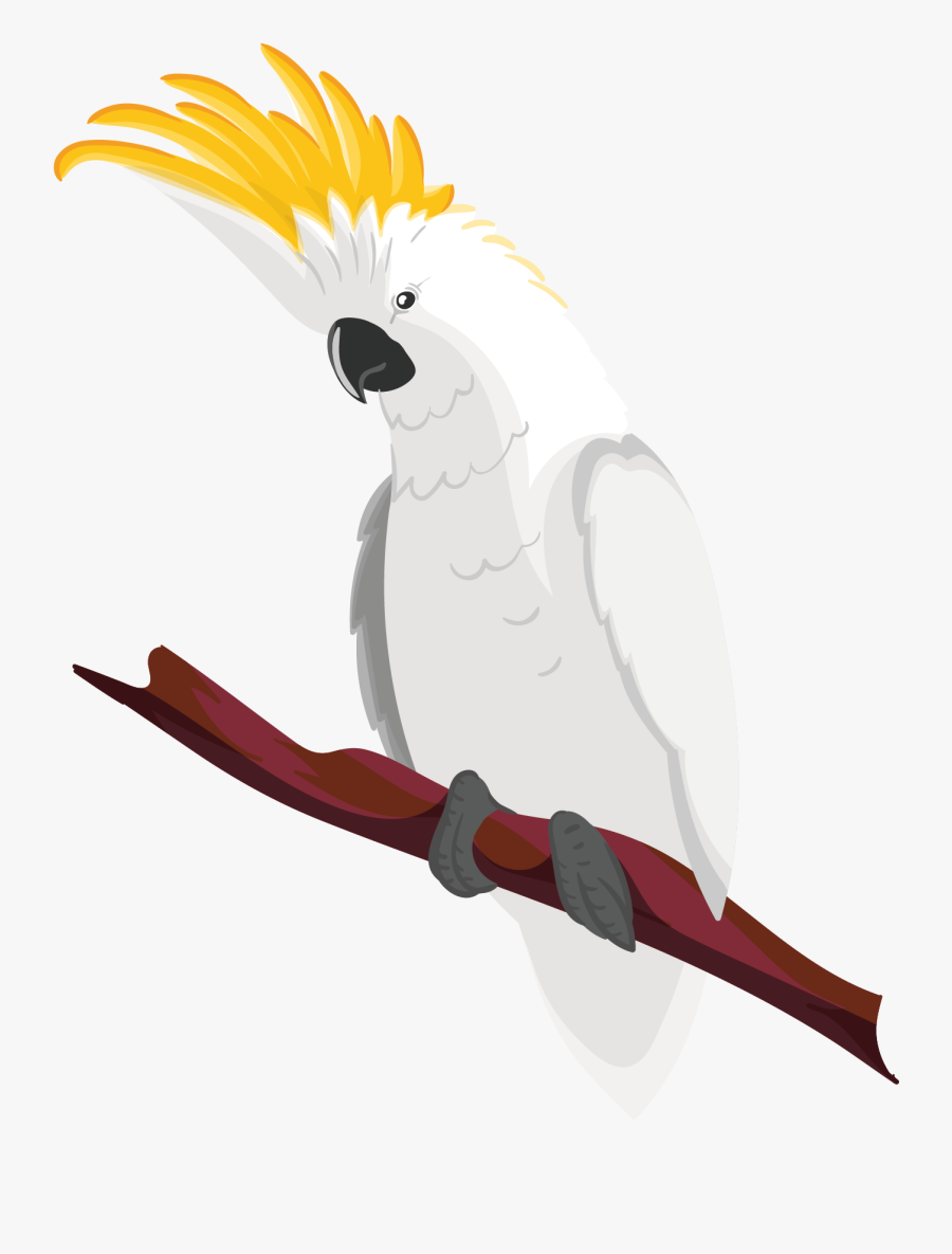 Clip Art Macaw Drawing - Yellow And White Macaw, Transparent Clipart