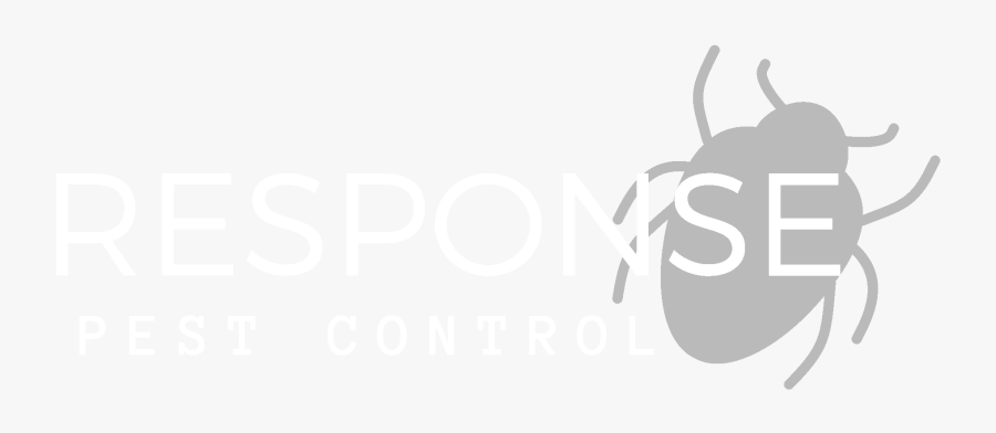 Graphic Designer Resume, Transparent Clipart