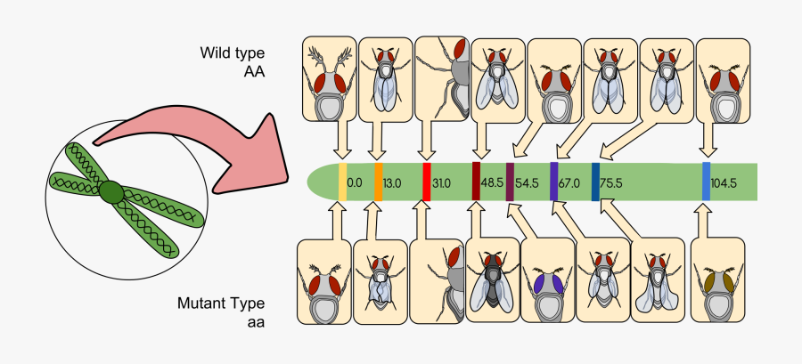 Gene Mapping Wikipedia - Drosophila Genetic, Transparent Clipart