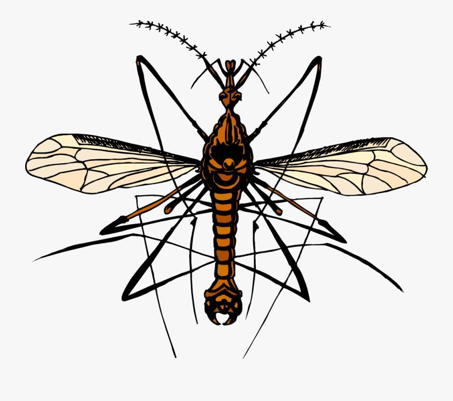 Net-winged Insects, Transparent Clipart
