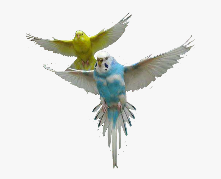 #parrot #parrots #bird #fly #air #up #sky #colors #cute - Parrot In Air, Transparent Clipart