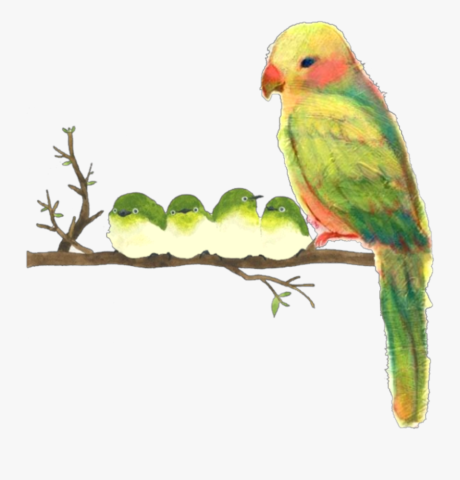 #ftestickers #watercolor #illustration #birds #parrots - Watercolor Painting, Transparent Clipart