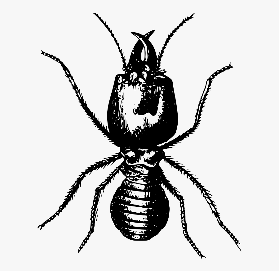 Termites Drawing Png, Transparent Clipart