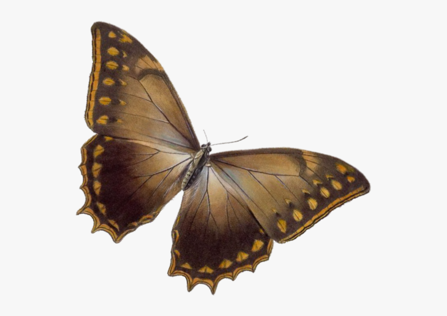 Borboleta Marrom Png, Transparent Clipart