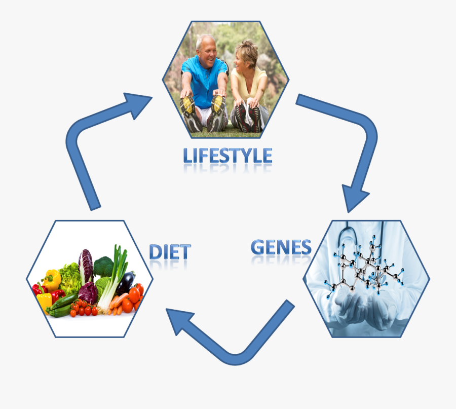 Picture1 - Genetics And Lifestyle, Transparent Clipart