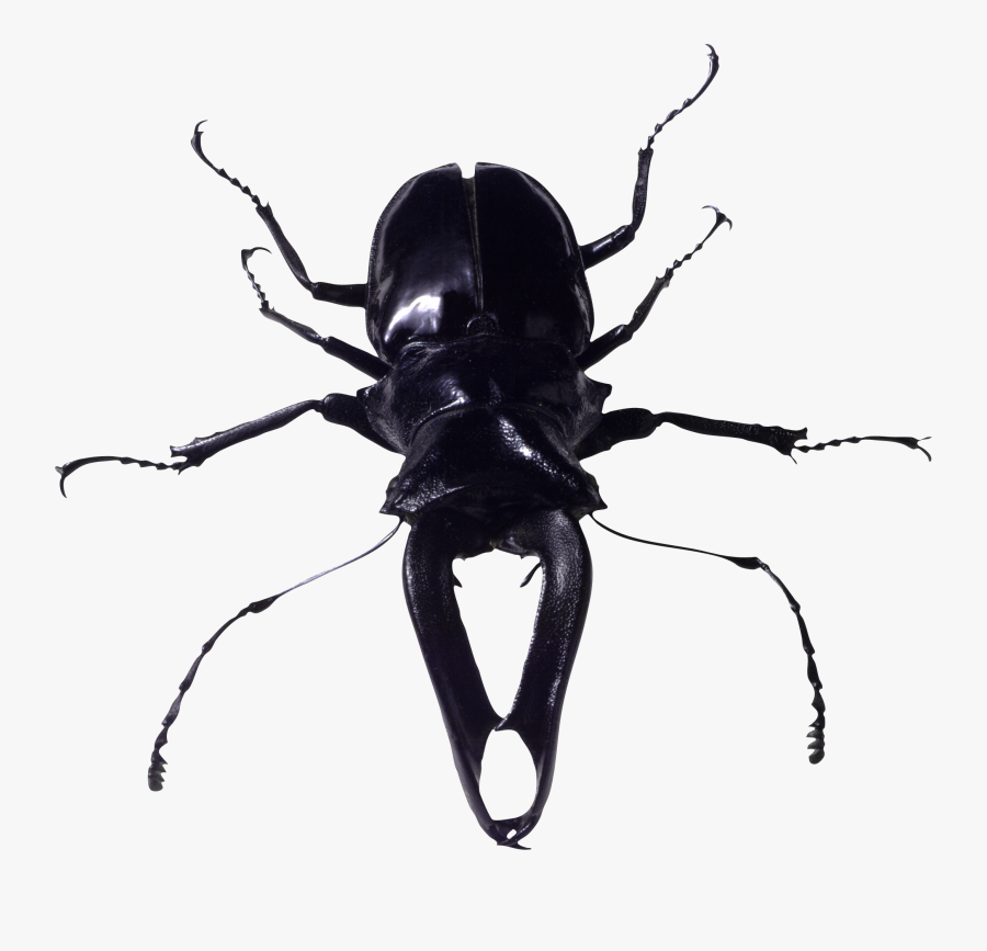 Bug Png Image - Bugs Png, Transparent Clipart