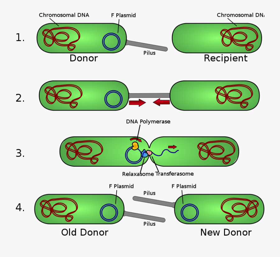 Bacteria Plasmid, Transparent Clipart